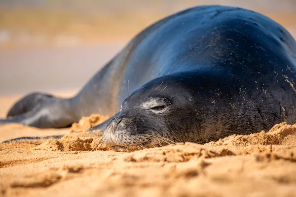 Monk Seal in Hawaii thumbnail