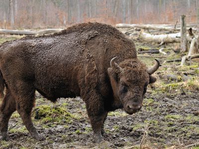 A European bison, also referred to as a wisent