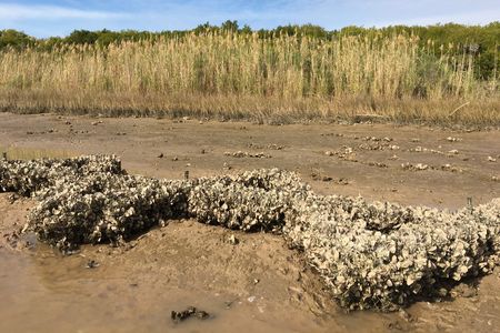 An oyster-dominated anti-erosion structure in Texas