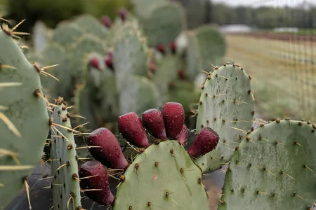 Prickly pear fruit growing on cactus
