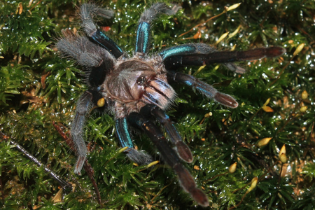 Females of the species boast blue-hued legs, as well as an iridescent sheen on their outer shell and abdomen