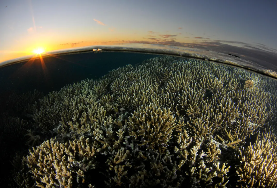 How Moonlight Sets Nature's Rhythms