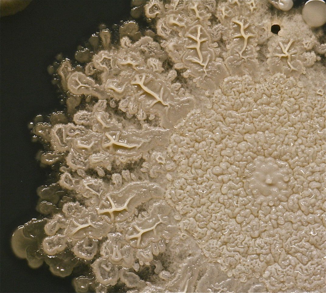 A close up of one of the largest colonies, probably a type of Bacillus by Tasha Sturm, Cabrillo College