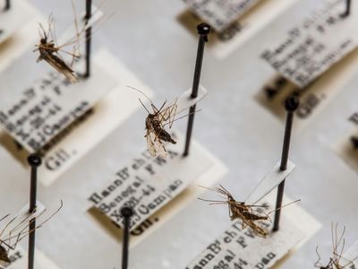 The Smithsonian’s National Mosquito Collection has about 1.9 million specimens from around the world that researchers use to study diseases like malaria. (Paul Fetters for the Smithsonian)