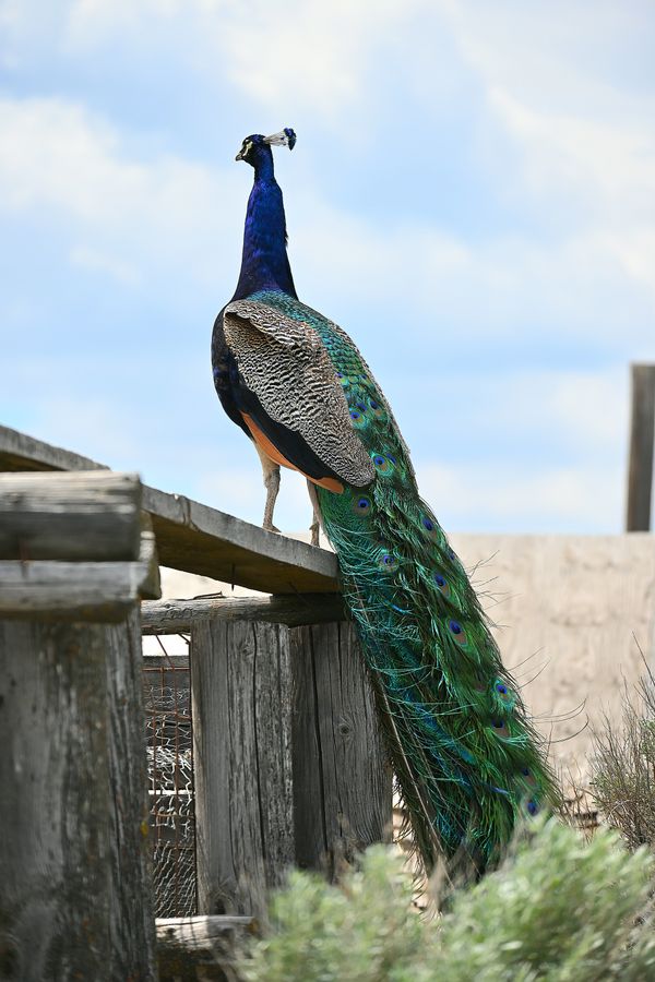 Posing Peacock in Idaho thumbnail