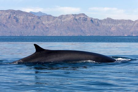 Fin whale songs are some of the loudest animals in the ocean, producing calls that can reach 189 decibels and are almost as loud as container ships.