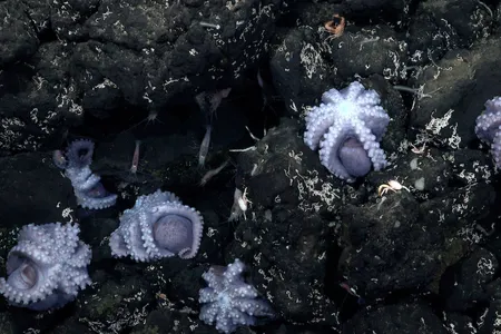 Brooding octopuses at a previously unexplored site in the Pacific Ocean, off the western coast of Costa Rica