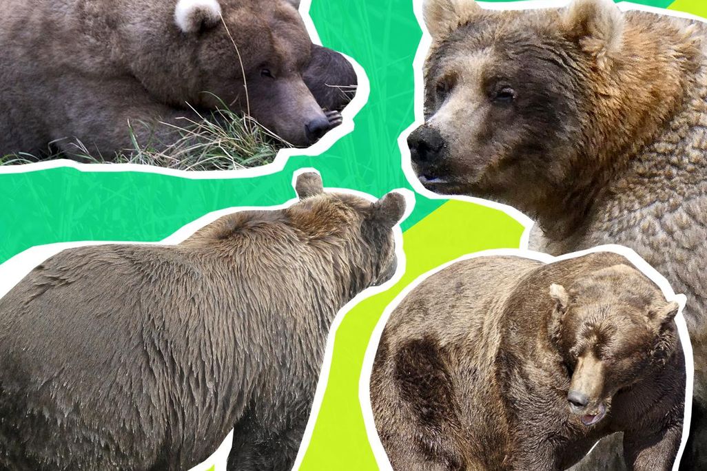 fat bear week 2k19
