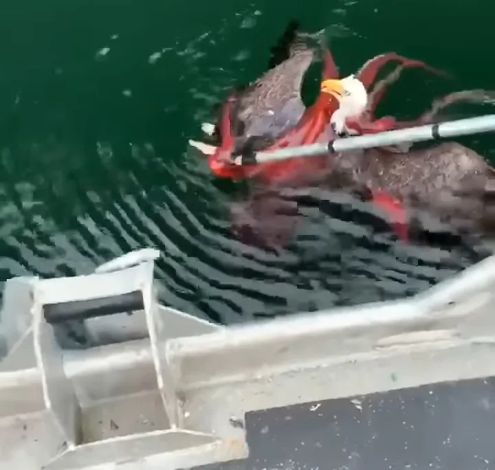 Eagle v. Octopus
