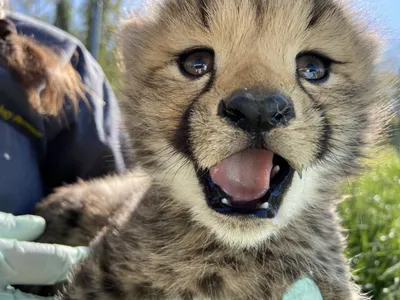 A cheetah cub at the Smithsonian Conservation Biology Institute in Front Royal, Virginia.