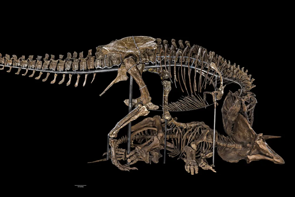 T. rex fossil posed with a Triceratops