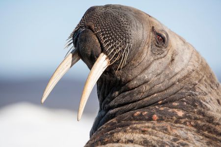 A walrus rests on an iceberg in Canada's Hudson Bay.