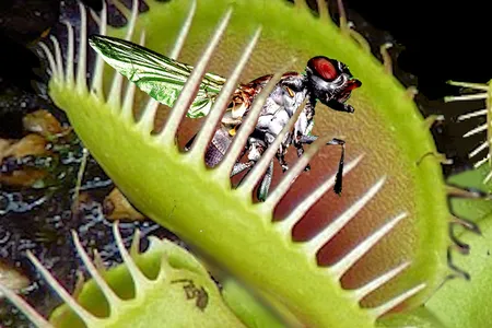 The Venus Flytrap isn't the only meat-eating plant.