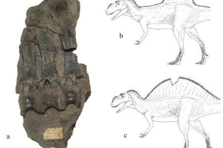 The peculiar, high-spined specimen that represents Becklespinax (left), and two possible restorations of the dinosaur by Darren Naish (right).