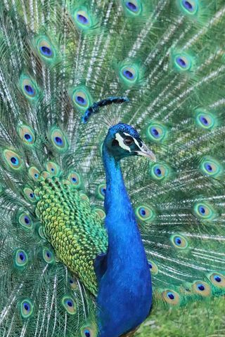 Peacock in Bloom thumbnail