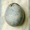 Archaeologists Were 'Amazed' to Find That a 1,700-Year-Old Chicken Egg Still Has Liquid Inside icon