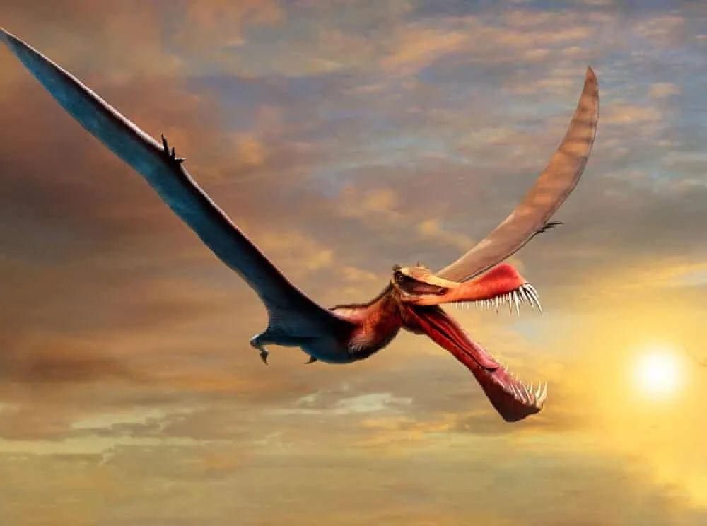 Pteranodon was a giant flying reptile which lived during