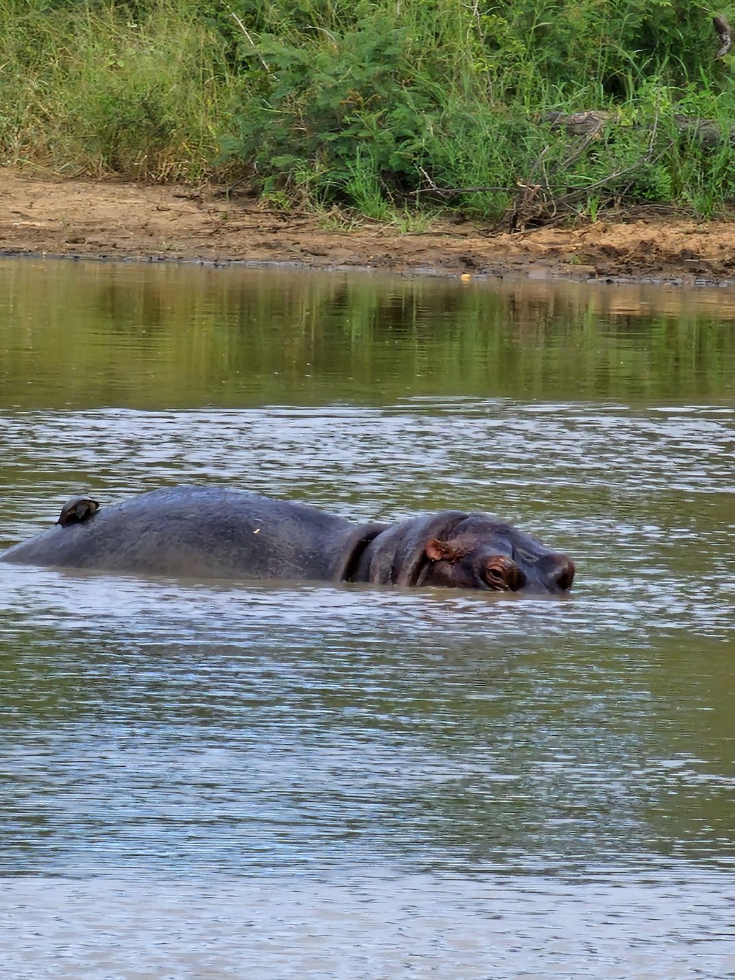 Hiding in the water | Smithsonian Photo Contest | Smithsonian Magazine