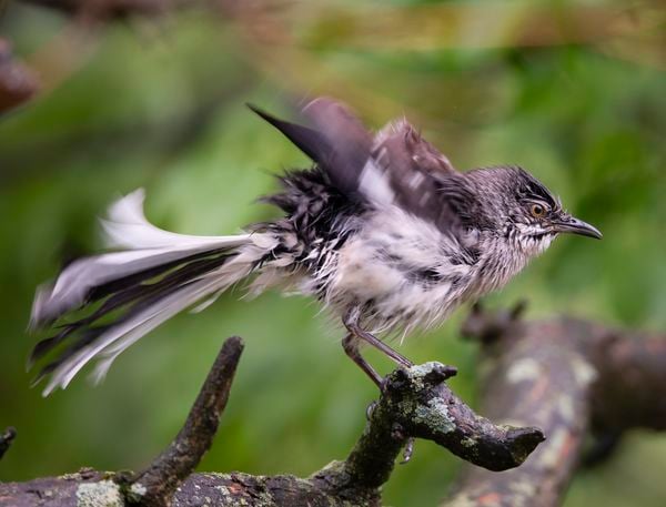Northern Mockingbird shakes off the rain thumbnail