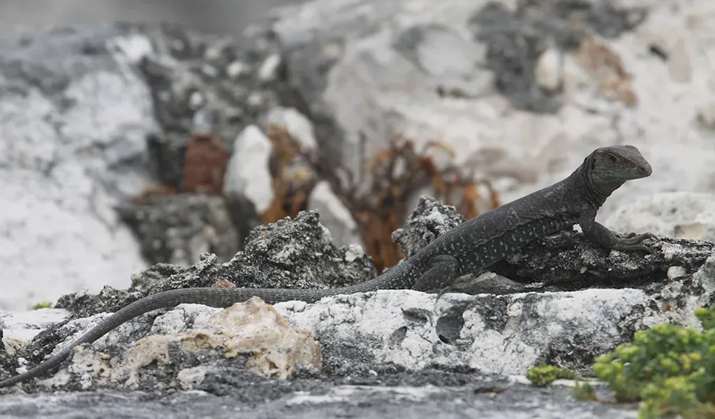 Profile of lizard on rocks
