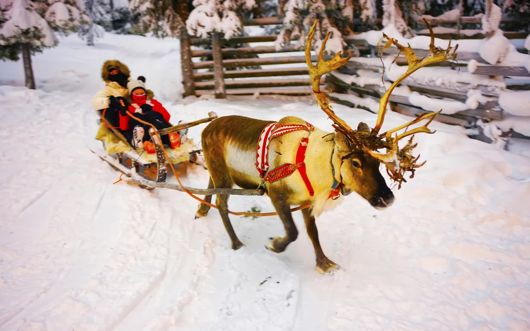 Traditional sledge with reindeer in Finland
