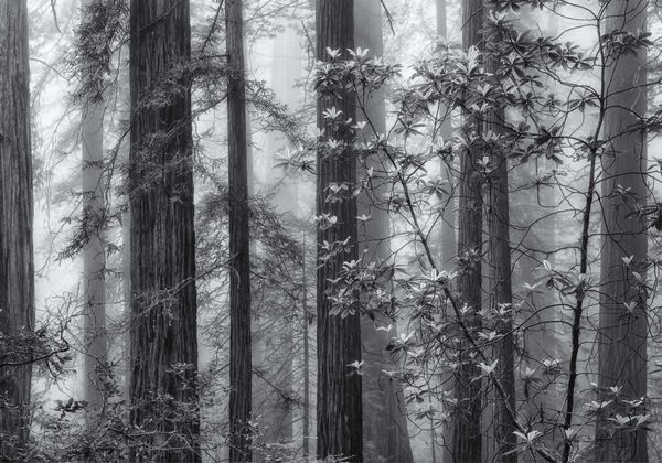 Rhodendrons In The Fog - Redwoods National Park thumbnail