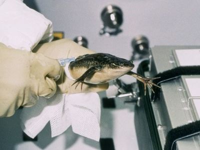 An astronaut aboard Spacelab in 1992 handles a frog for an experiment that studies microgravity's effect on amphibian development.