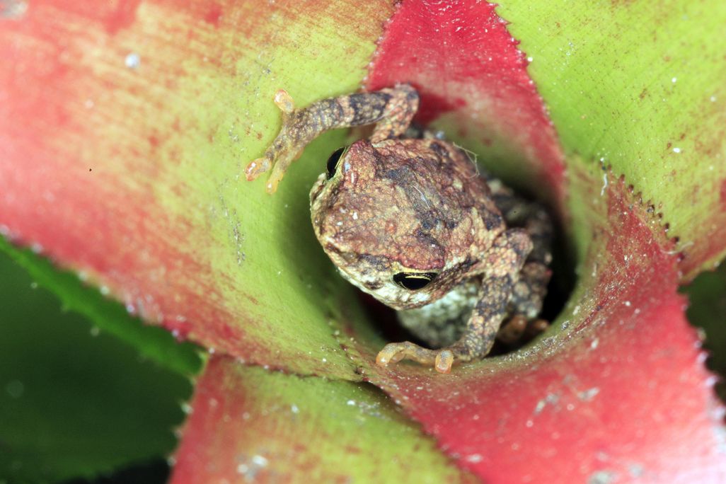 frog