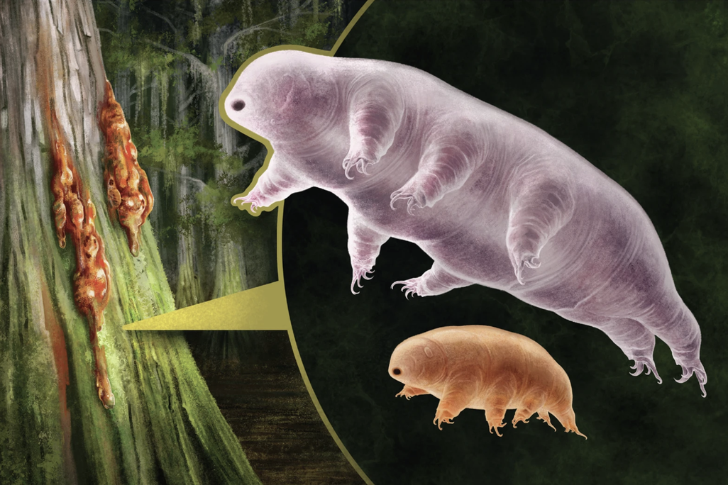 a long eight-legged pink creature and a stockier eight-legged orange creature drawn magnified next to a tree with amber