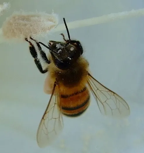 Busy Bee in my Flower Garden thumbnail