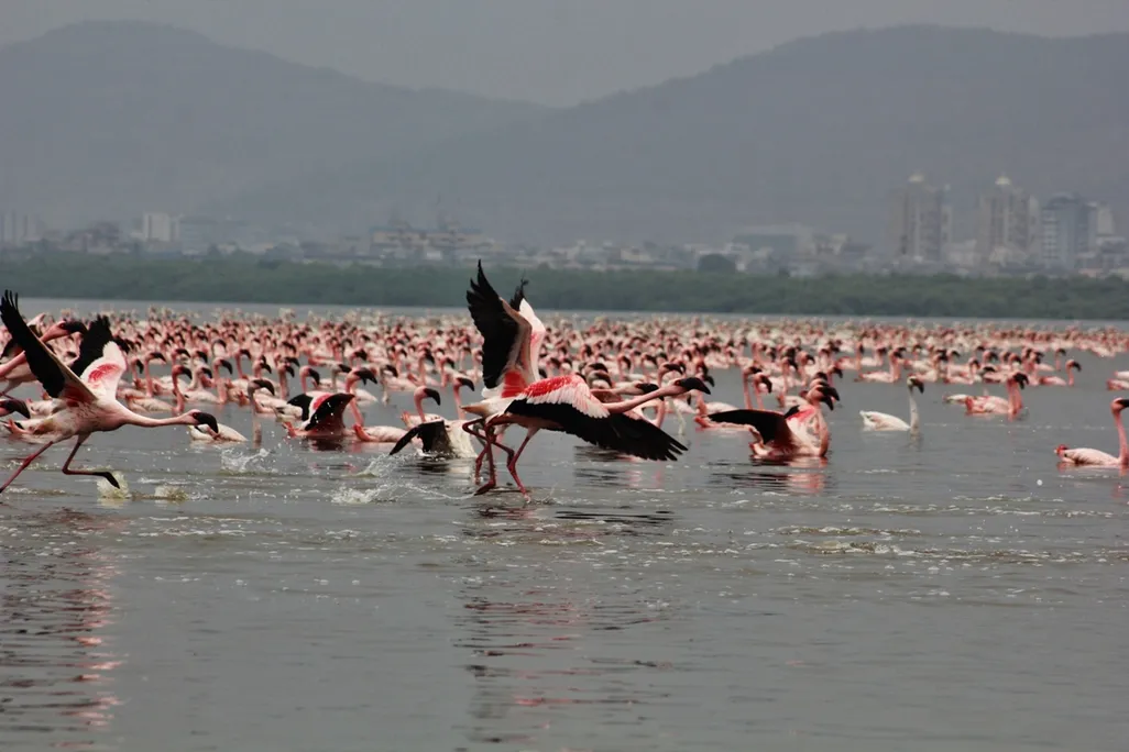 flamingos