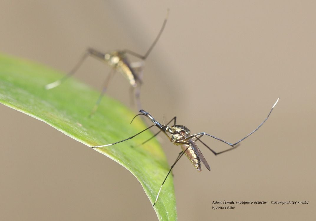 This Teenager Found a Way to Control Mosquitoes Using Essential Oils and Baker's Yeast