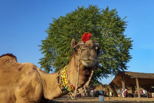 Camel with a crown thumbnail