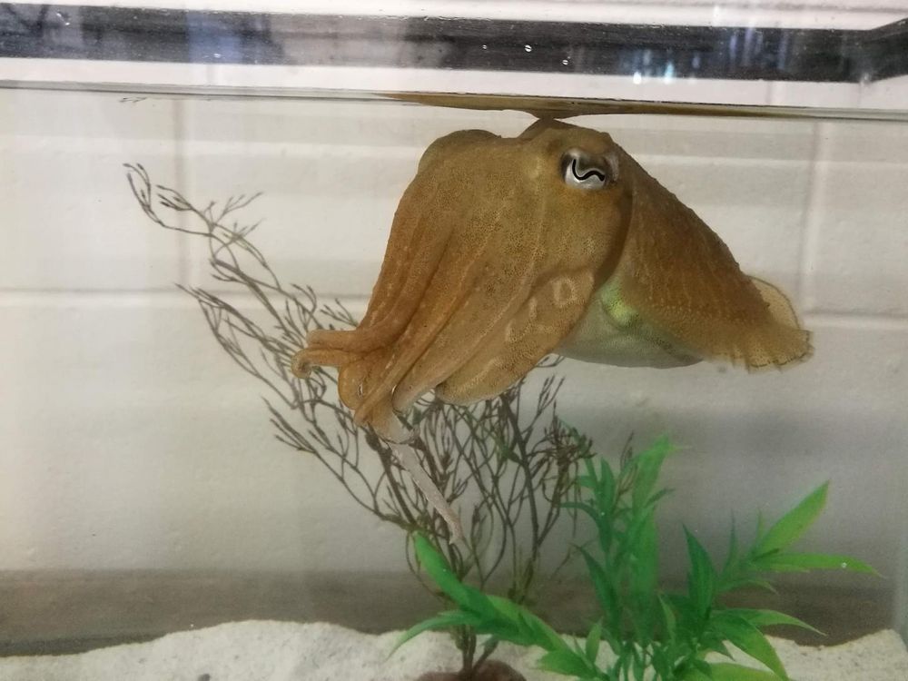 A light brown cuttlefish in a fish tank 