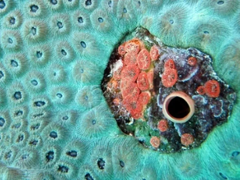 Drill, Baby, Drill: Sponges Bore Into Shells Twice as Fast in Acidic  Seawater, Science