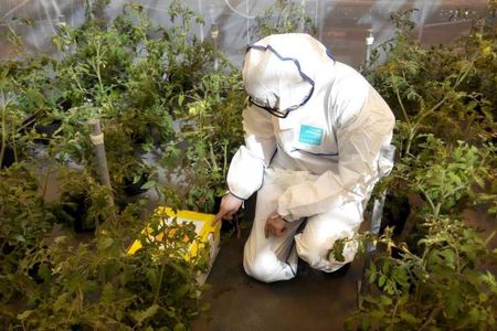 Researcher release bumblebees in a greenhouse at the Cambridge University Botanic Gardens