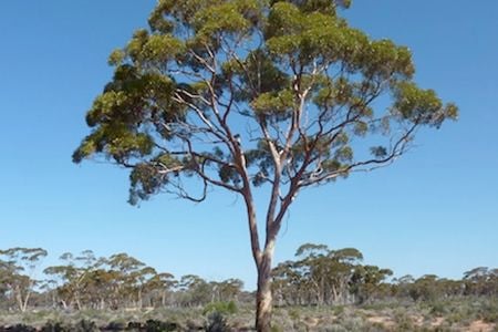 New research shows that eucalyptus trees can absorb gold particles in their roots and transport them up to their leaves, a finding that could be a boon for mining companies.