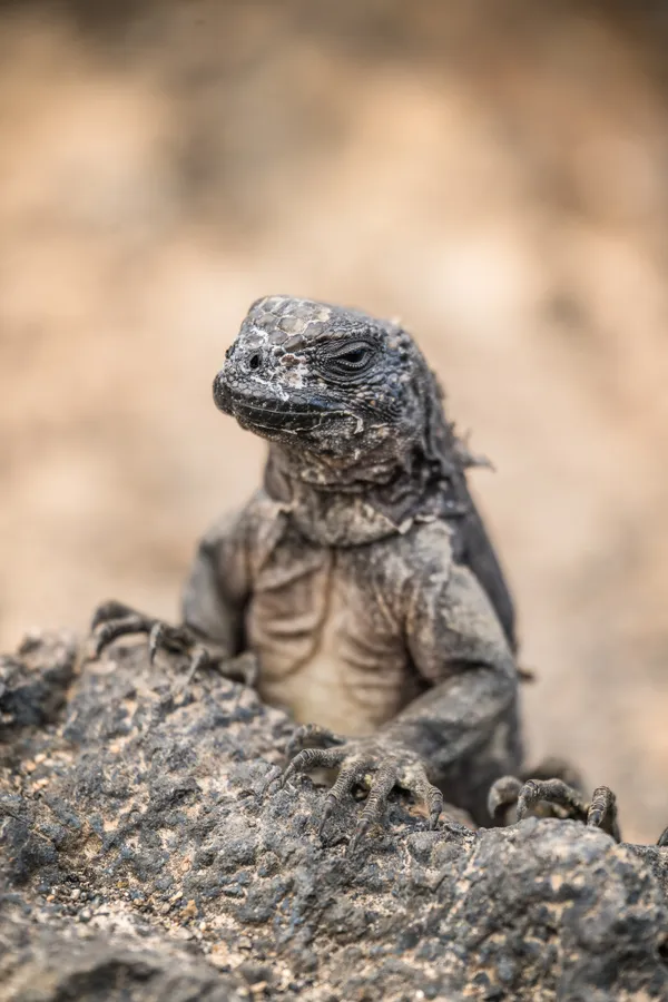 The little guardian thumbnail