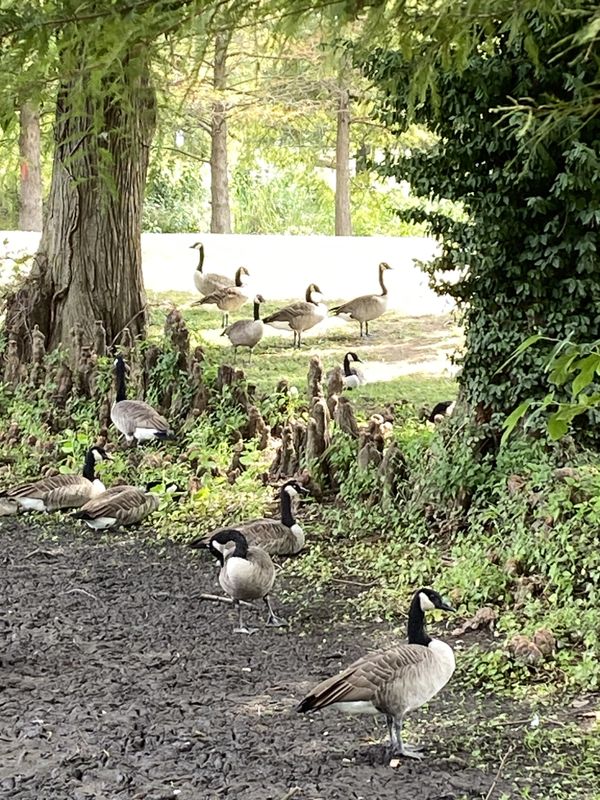 Picnic at the Pond thumbnail
