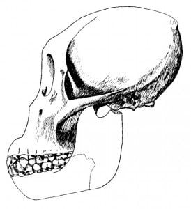 A drawing of Dryopithecus