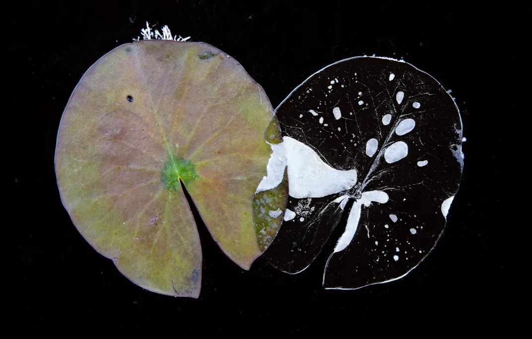 on the dark surface of a lake, one water lily leaf sits still beside the imprint of another left in the frozen surface