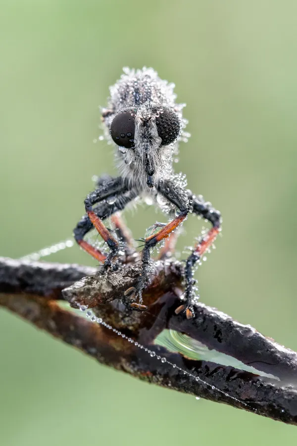 Robber Fly With Dew thumbnail