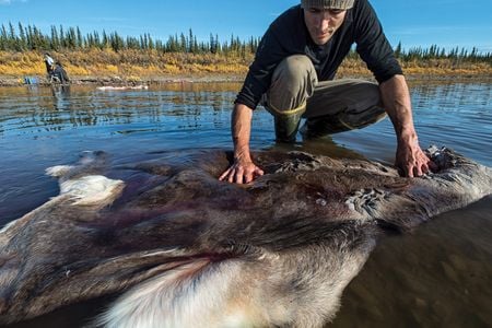 Jeffrey Peter, of Old Crow, Yukon, cleans a caribou hide during an autumn hunt. When camping, the hide is used as a mattress; at home, it&rsquo;s clothing.