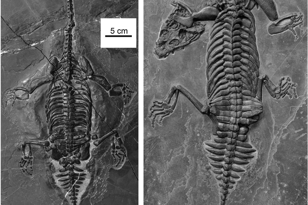 Two photos of the two fossils are next to each other. The fossils show the skeletal imprints of the two newly discovered reptiles in gray stone.