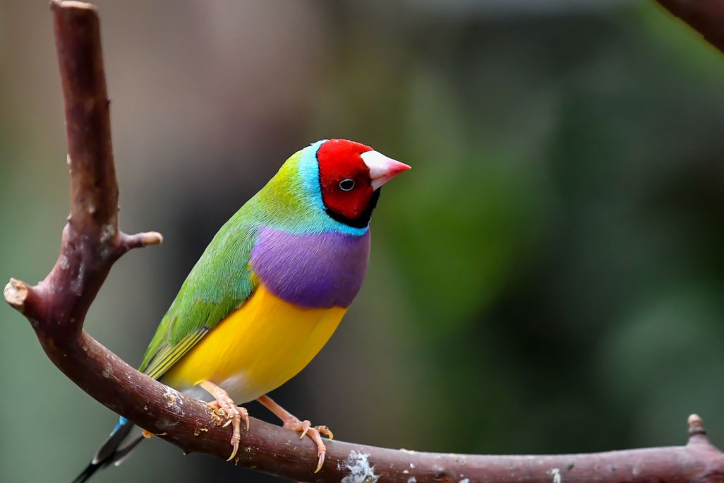 a colorful bird on a branch