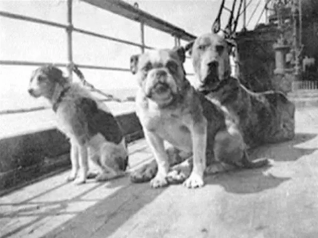 Were any animals saved on the Titanic?