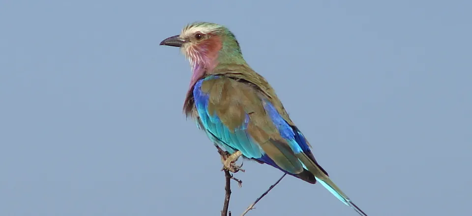  Lilac breasted roller. 