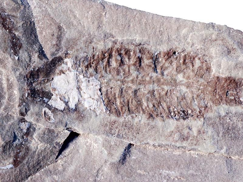 Parioscorpio holotype 1