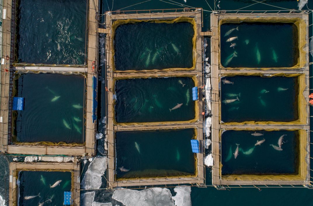 An aerial view of pools where illegally caught 11 orcas and 90 belugas were kept.