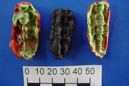 Casts of the ancient chewing gum pieces, which were found in Sweden and date to between 9,540&nbsp;and 9,890 years ago.